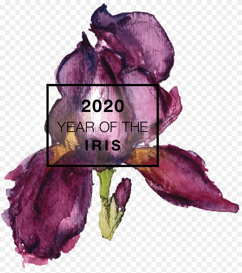 Year Of The Iris Rose, Flower, Petal, Plant, Purple Free Png