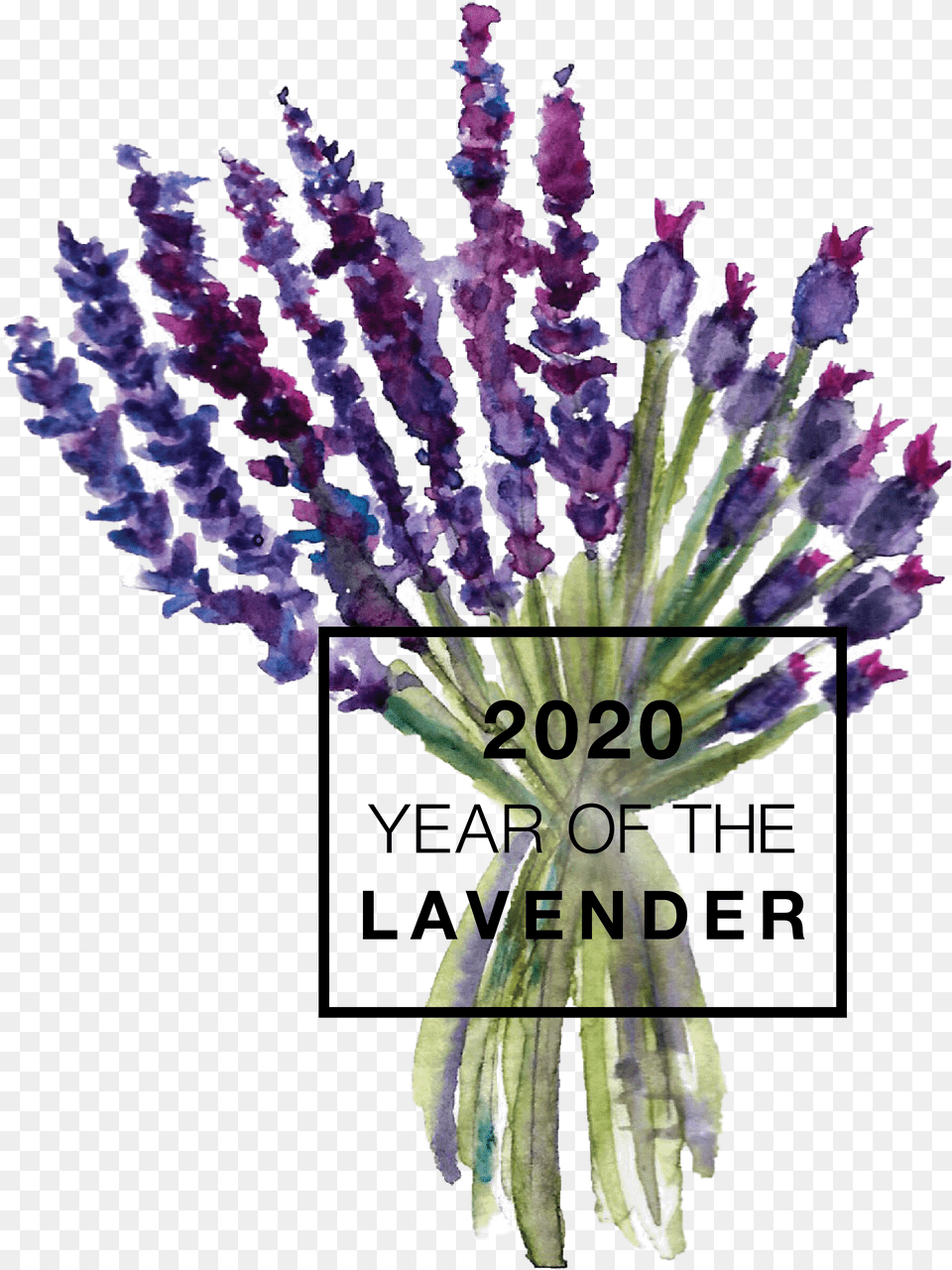 Year Of The Lavender 2020 Year Of The Lavender, Flower, Plant, Purple, Flower Arrangement Free Png Download