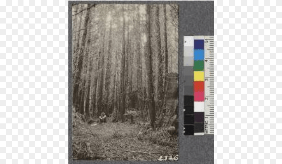 Year Old Stand Of Pure Redwood 21 M Grove, Land, Nature, Outdoors, Plant Png Image