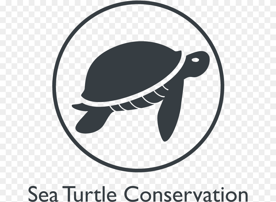 Years, Animal, Reptile, Sea Life, Tortoise Free Png Download