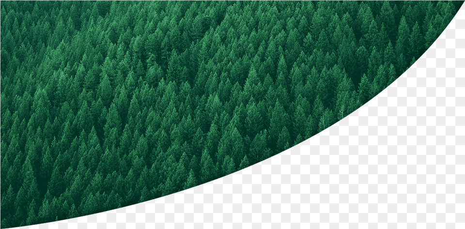Years Of Growth With Fsc 1994 2014 Tree, Woodland, Vegetation, Plant, Outdoors Free Png Download