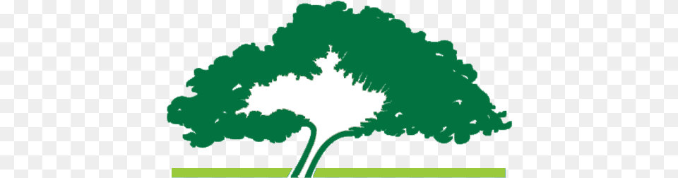 Years Of Running To Remember U2013 Oklahoma City Memorial Survivor Tree Logo, Green, Leaf, Sycamore, Oak Png