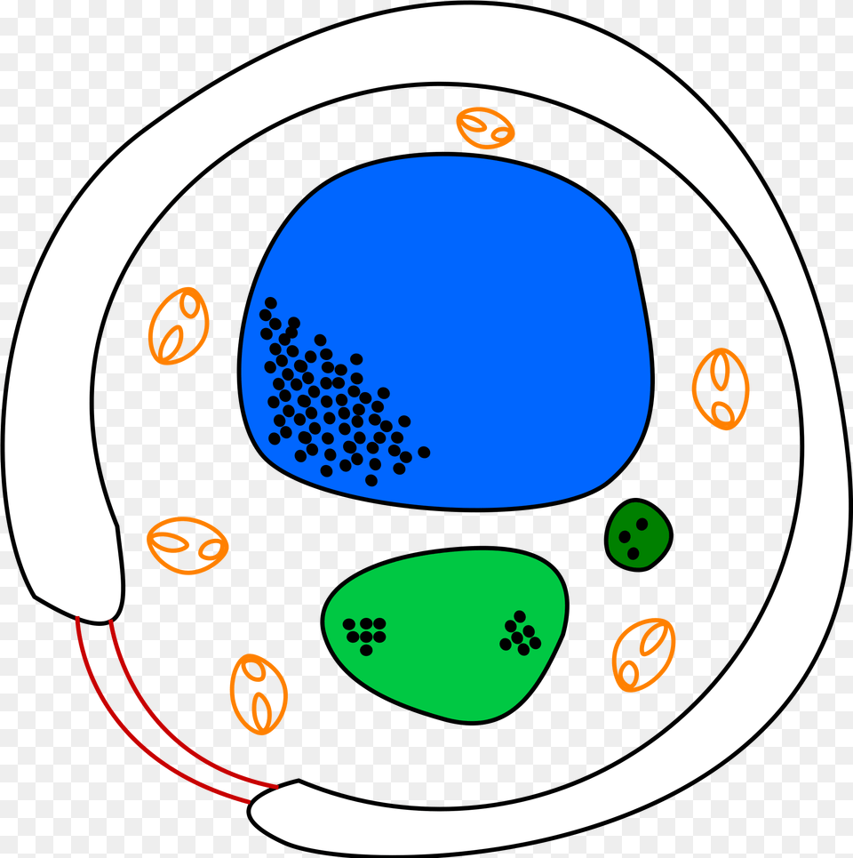 Yeast Cell Diagram Image Fungi Cell Not Labelled, Disk, Ct Scan Png