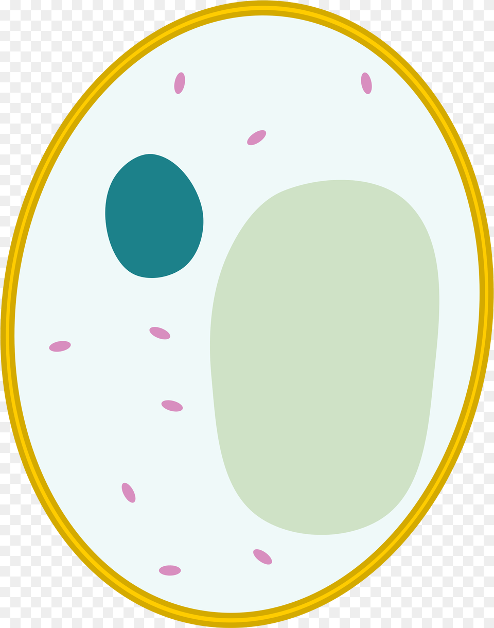 Yeast Cell Simple Animal Cell Unlabeled, Paper, Disk Free Png Download