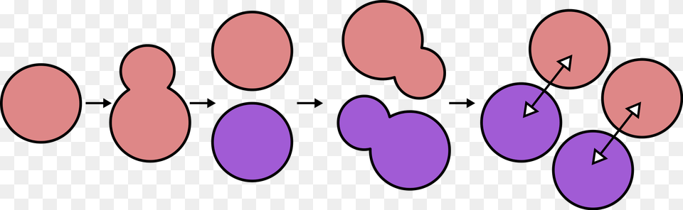 Yeast Mating Reasoning, Purple Free Transparent Png