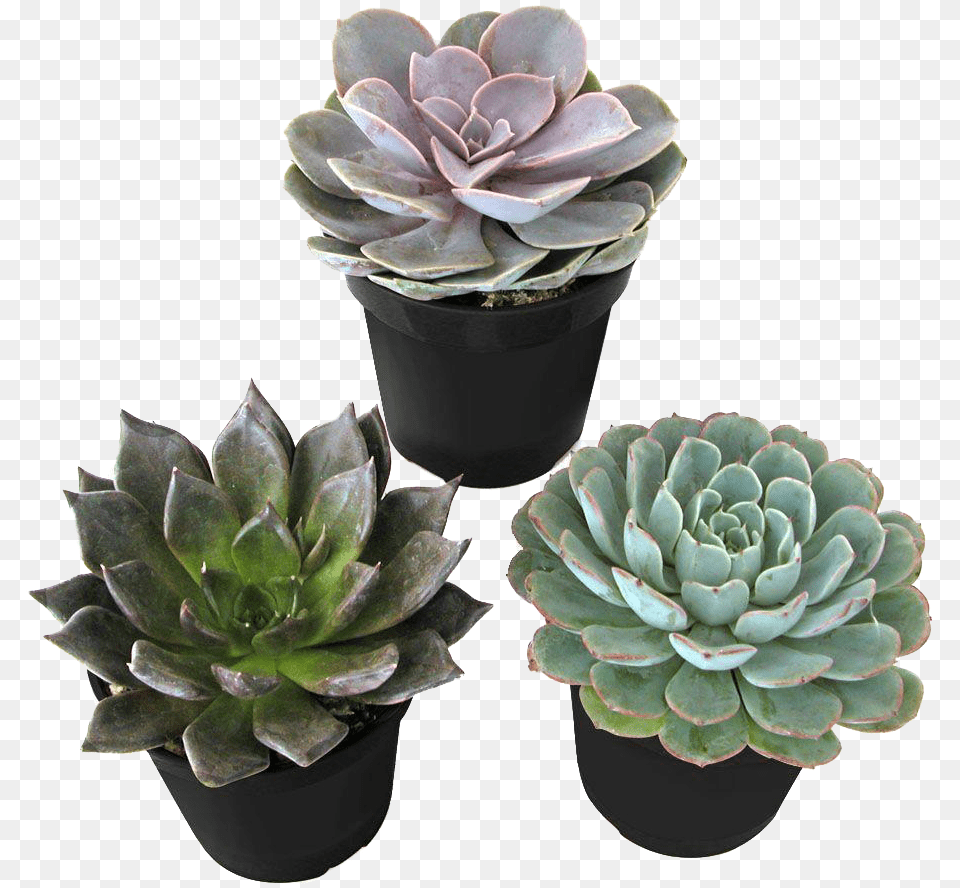 Yebbi Desert Rose Succulent Plant, Potted Plant, Jar, Planter, Pottery Png