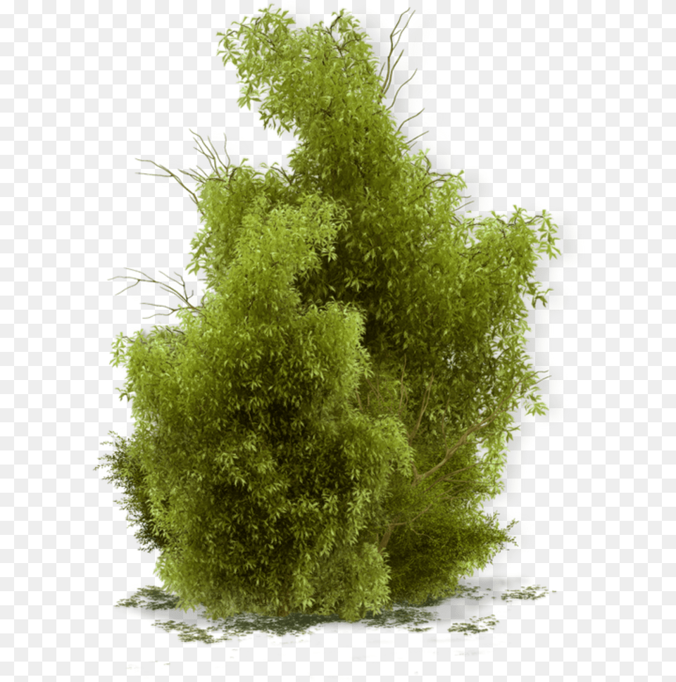 Yeil Bitki, Green, Moss, Plant, Tree Free Png Download