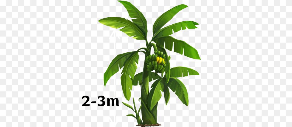 Yello Banana Tree Vector, Food, Fruit, Plant, Produce Png Image