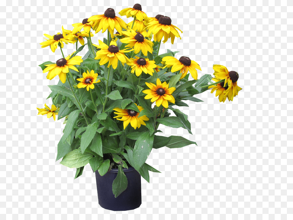 Yellow Daisy, Flower, Flower Arrangement, Plant Png