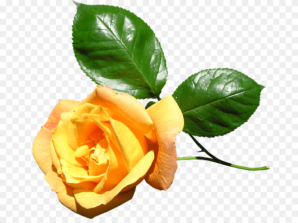 Yellow Flower, Plant, Rose, Leaf Png