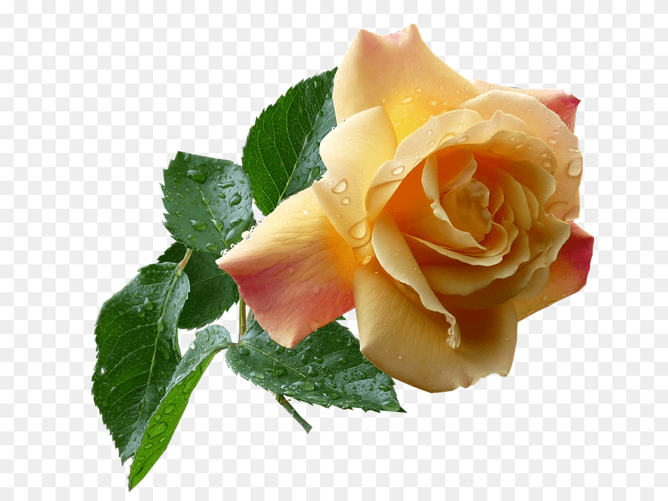 Yellow Flower, Plant, Rose Png Image