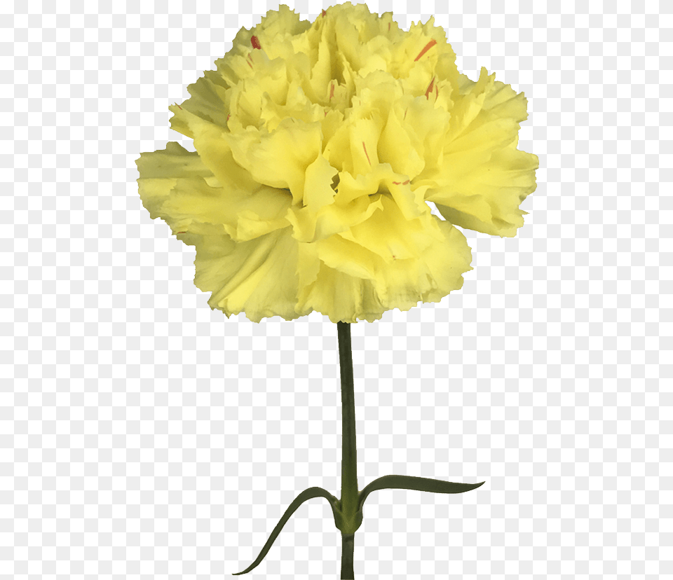 Yellow, Carnation, Flower, Plant, Rose Free Png Download