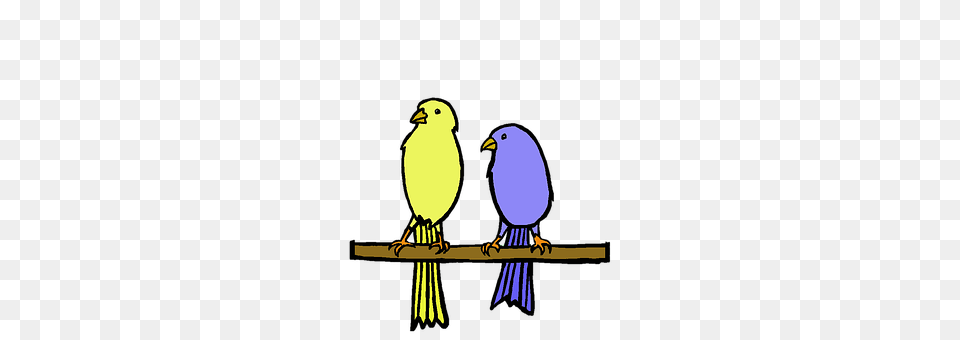 Yellow Animal, Bird, Finch Png