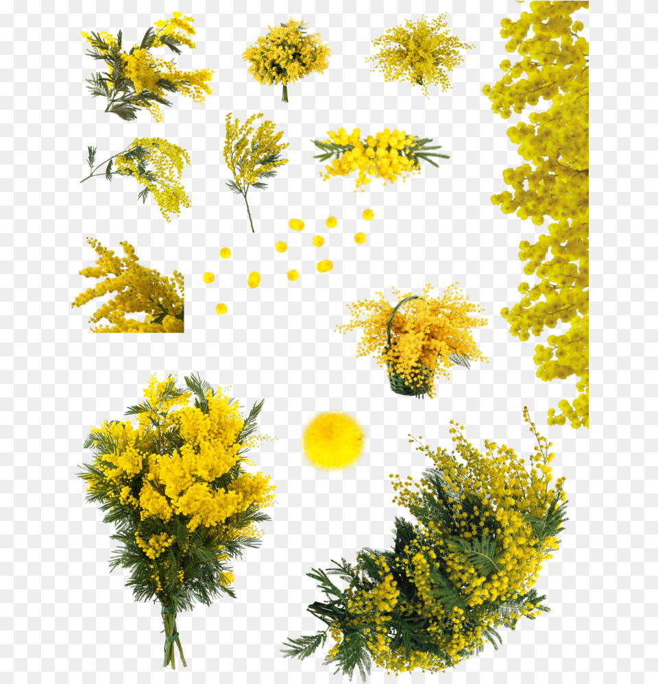 Yellow Acacia Tree Download Flor Accia, Flower, Plant, Leaf, Mimosa Png