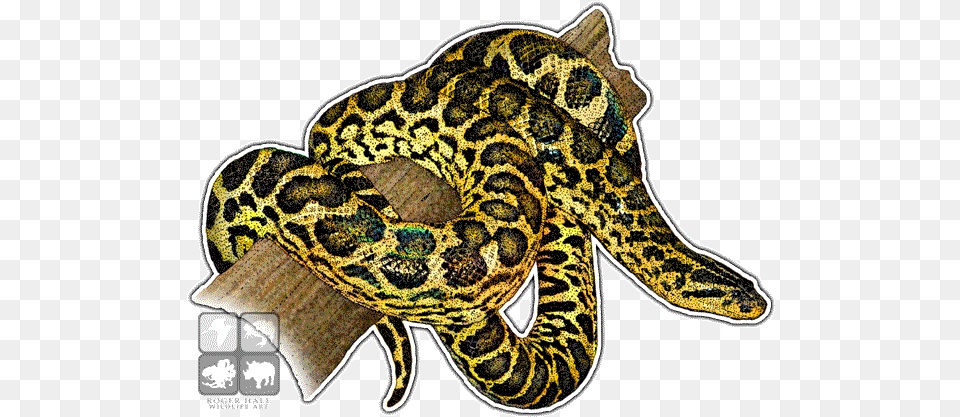 Yellow Anaconda Decal Yellow Anaconda, Animal, Reptile, Snake Free Png Download
