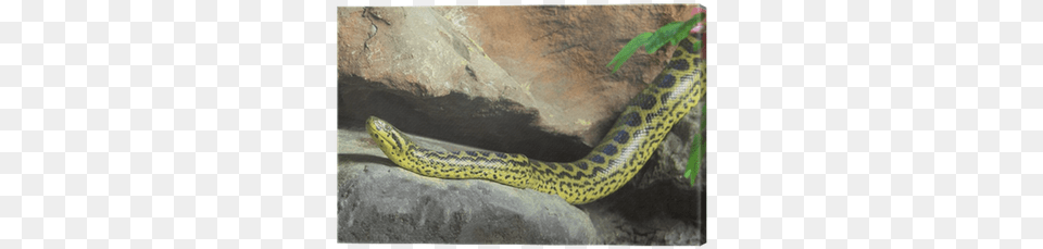 Yellow Anaconda Eunectes Notaeus On The Rock Yellow Anaconda, Animal, Reptile, Snake Free Png Download