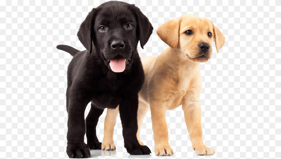 Yellow And Black Labs, Animal, Canine, Dog, Labrador Retriever Free Png Download
