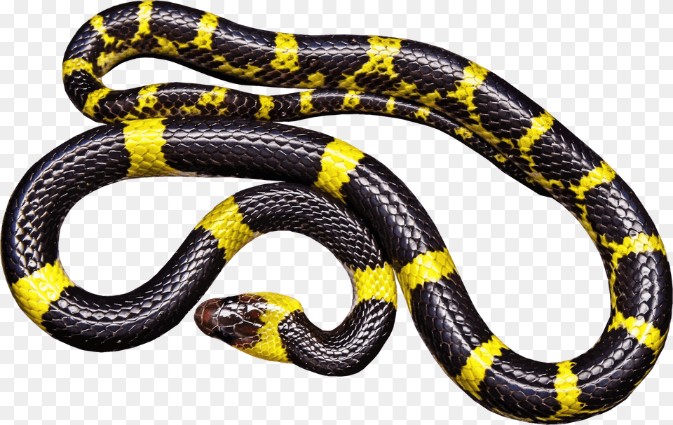 Yellow And Black Snake Clip Arts Black And Yellow Milk Snake, Animal, Reptile, King Snake Free Transparent Png