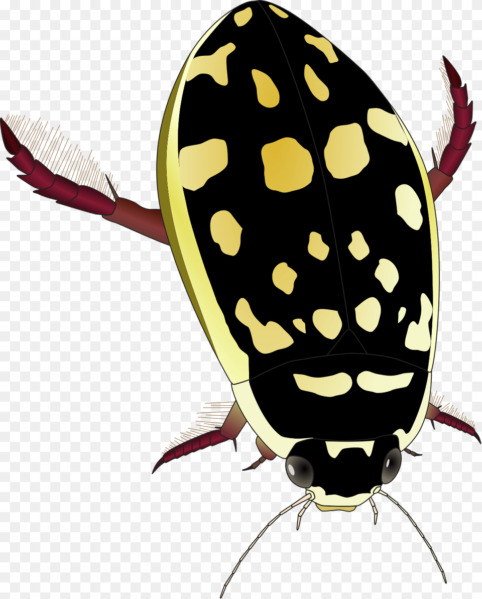 Yellow And Black Water Beetle, Animal, Adult, Female, Person Png