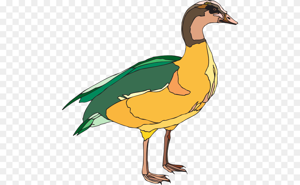 Yellow And Green Duck, Animal, Anseriformes, Bird, Waterfowl Png