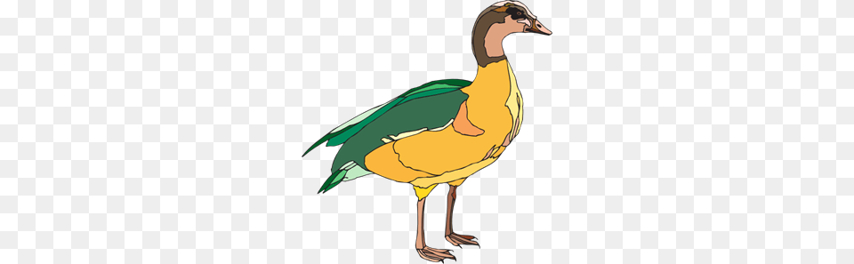 Yellow And Green Duck Clip Arts For Web, Animal, Anseriformes, Bird, Waterfowl Free Transparent Png