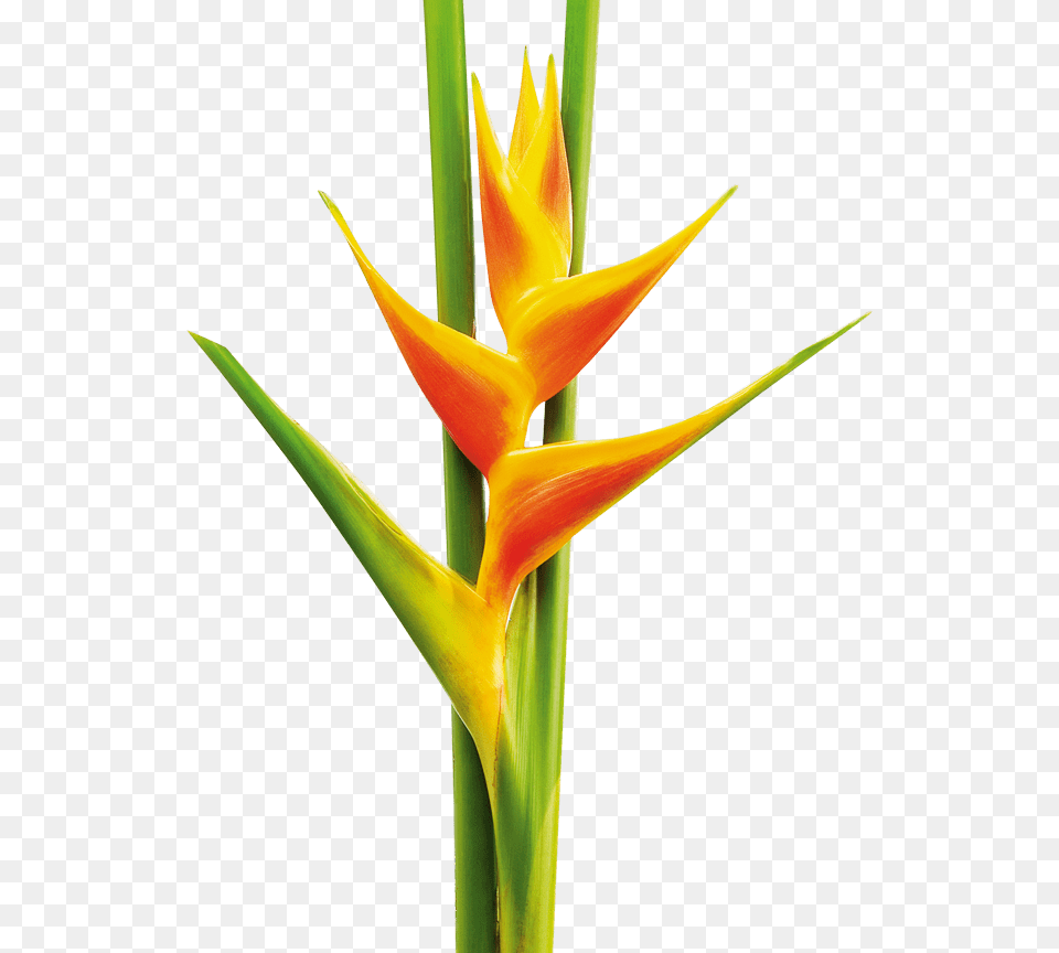 Yellow And Orange Heliconia, Flower, Petal, Plant Free Png