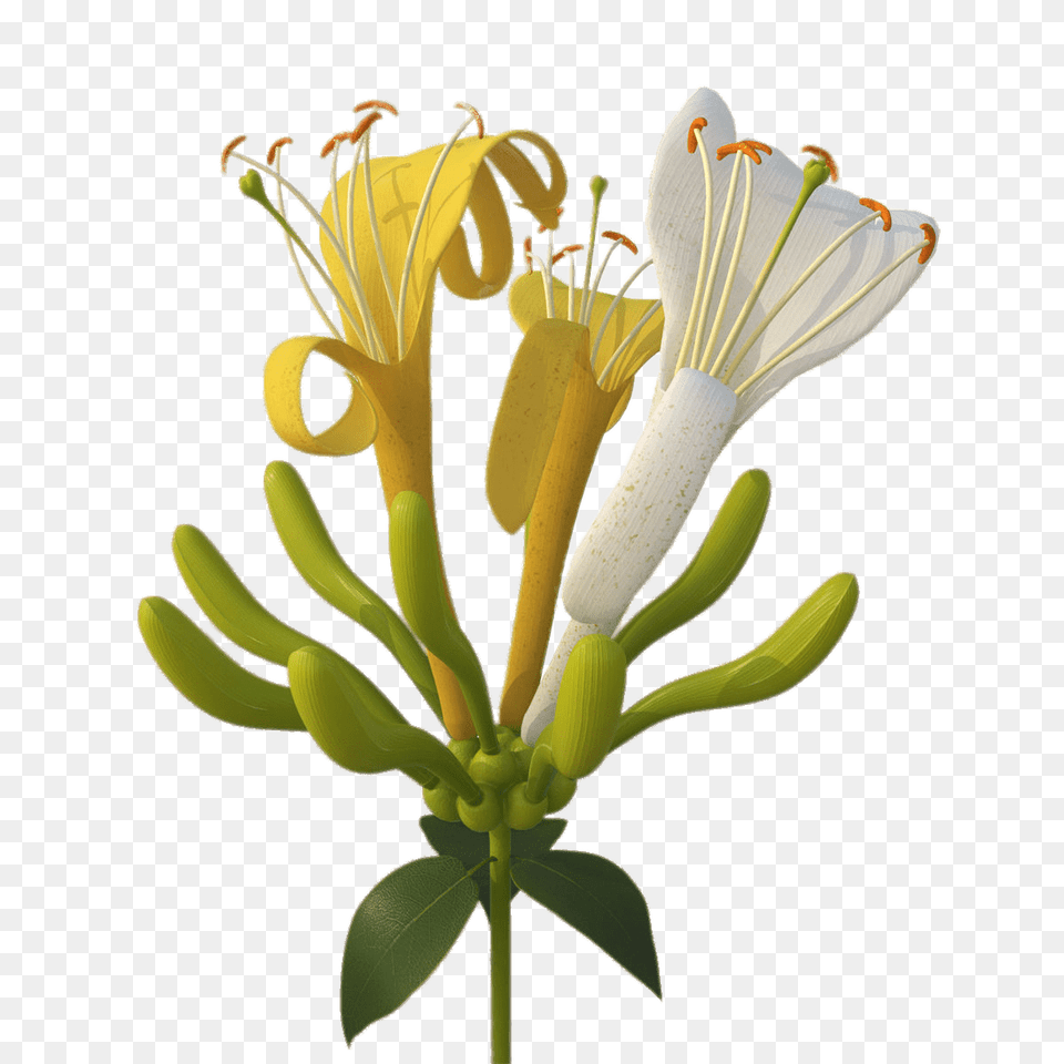 Yellow And White Honeysuckle Flowers, Anther, Flower, Plant, Pollen Free Transparent Png