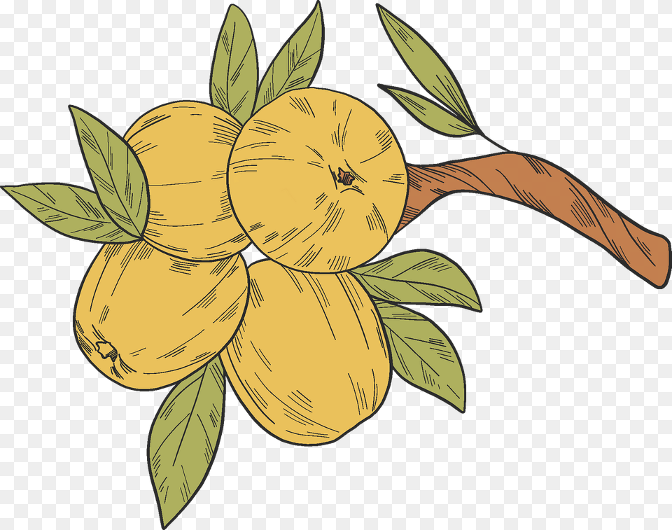 Yellow Apples On A Branch Clipart, Produce, Food, Fruit, Plant Png Image