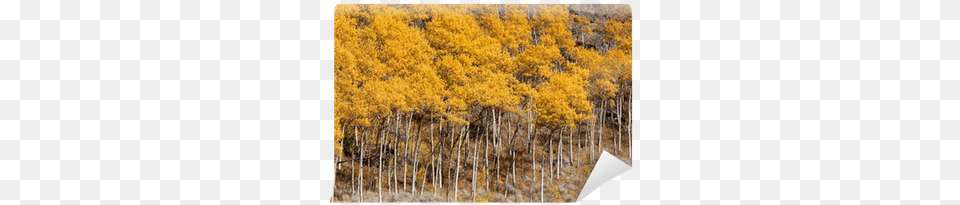 Yellow Aspen Trees In Colorado Temperate Broadleaf And Mixed Forest, Vegetation, Tree, Plant, Outdoors Free Png