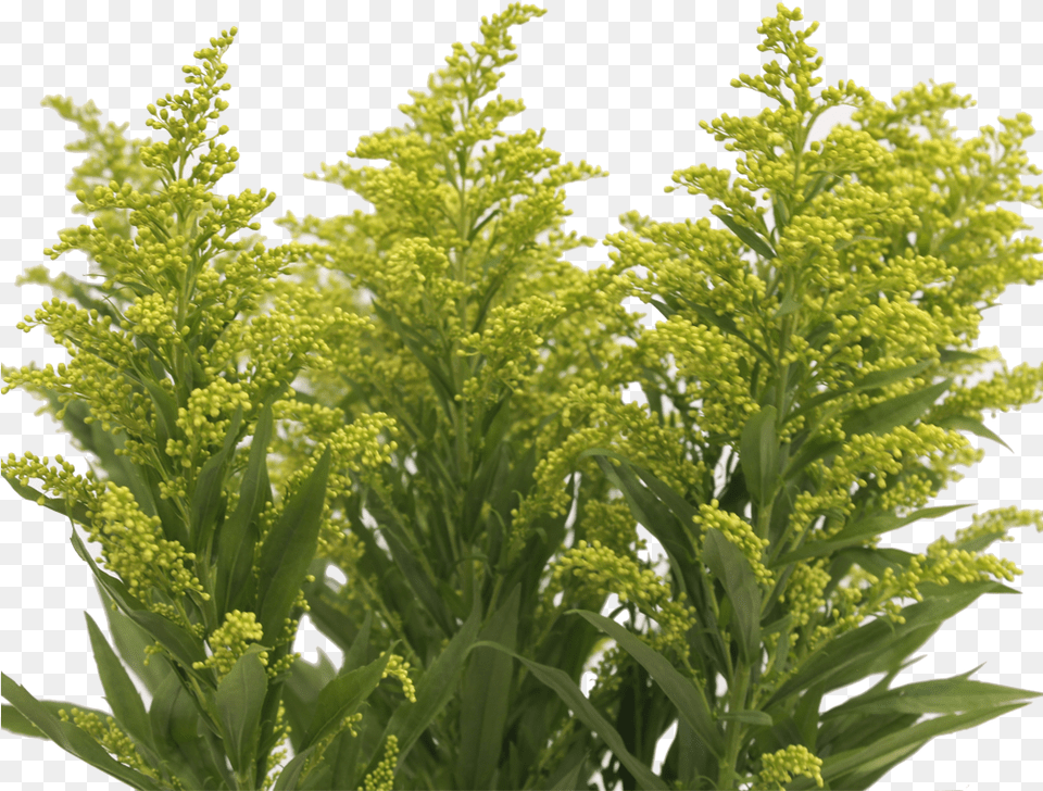 Yellow Aster Butte, Grass, Plant, Vegetation, Leaf Free Png Download