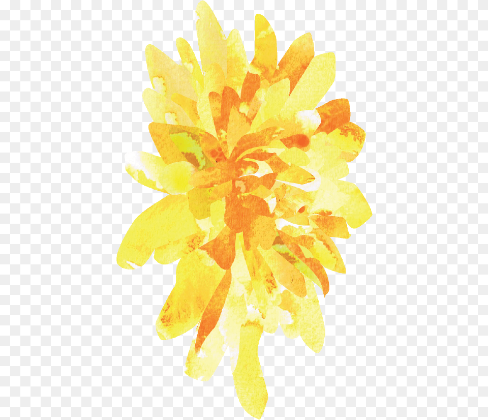 Yellow Aster Watercolor By Susan Moshier On Dribbble Pedicel, Dahlia, Flower, Petal, Plant Free Png Download