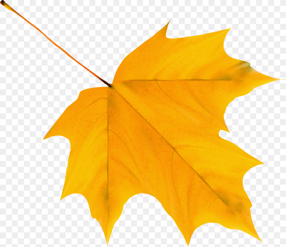 Yellow Autumn Leaf Clipart Image Cartoon Autumn Leaf, Plant, Tree, Maple Leaf, Animal Free Transparent Png