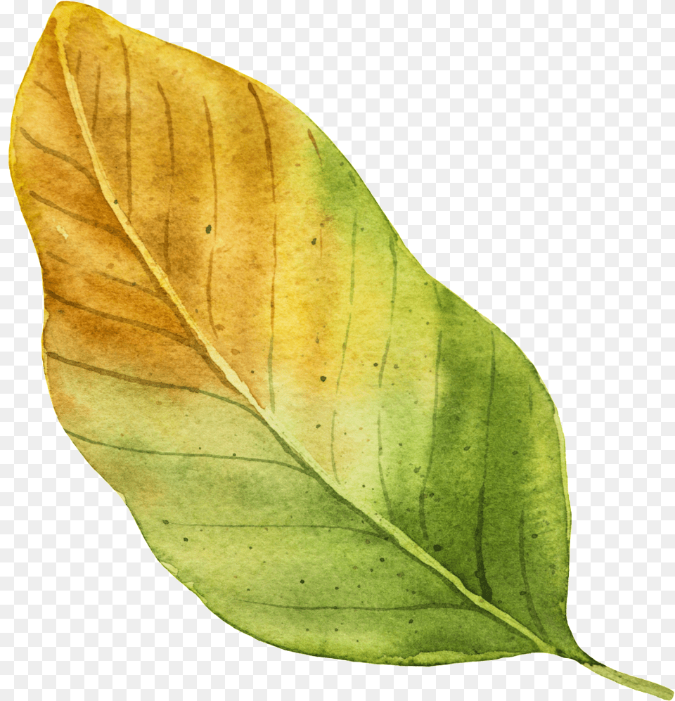 Yellow Autumn Leaf Vector Autumn, Plant, Tree, Annonaceae Png