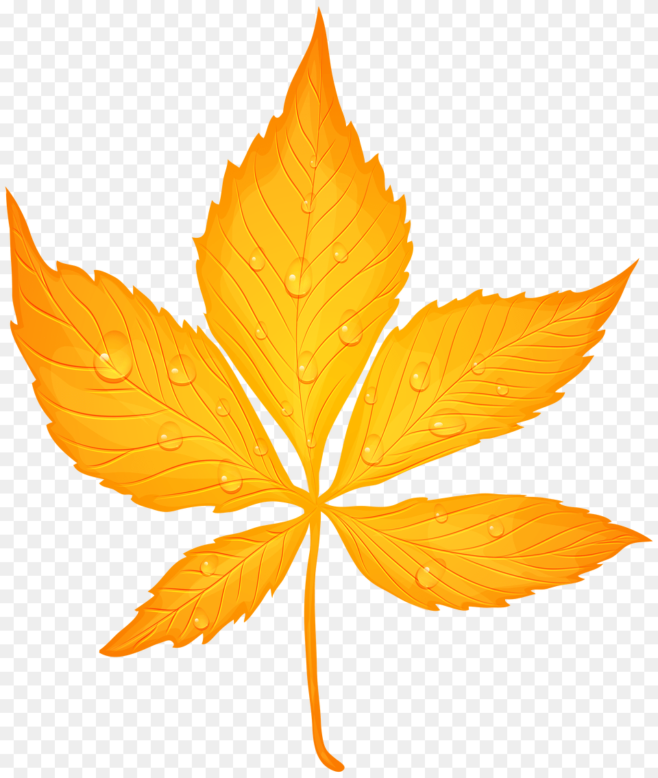 Yellow Autumn Leaf With Dew Drops Transparent Clip Art Image, Plant, Animal, Fish, Sea Life Free Png Download