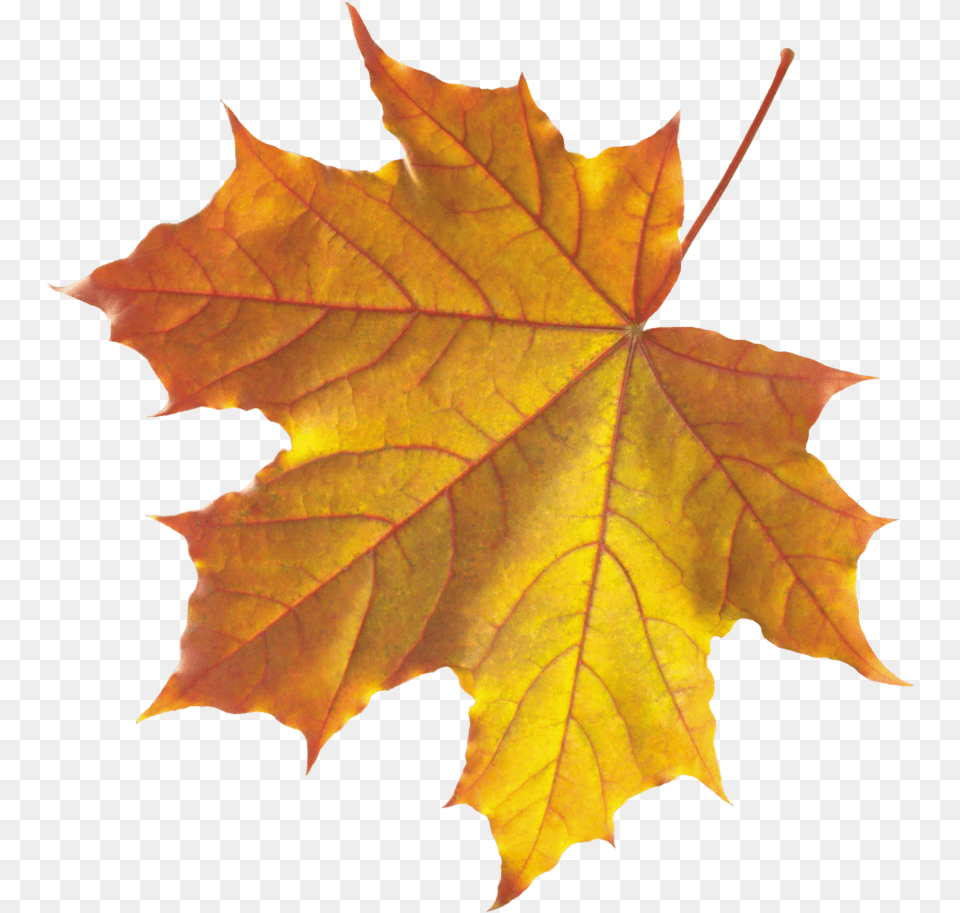 Yellow Autumn Leaves Image Purepng Transparent Real Autumn Leaf, Plant, Tree, Maple, Maple Leaf Free Png Download