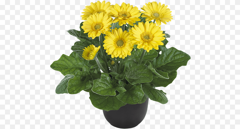 Yellow Bc Permalink, Daisy, Flower, Flower Arrangement, Plant Free Transparent Png