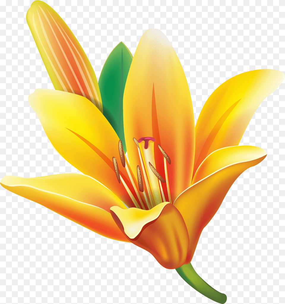Yellow Bell Flower Clipart Yellow Color Lily Flower, Anther, Plant, Petal Png