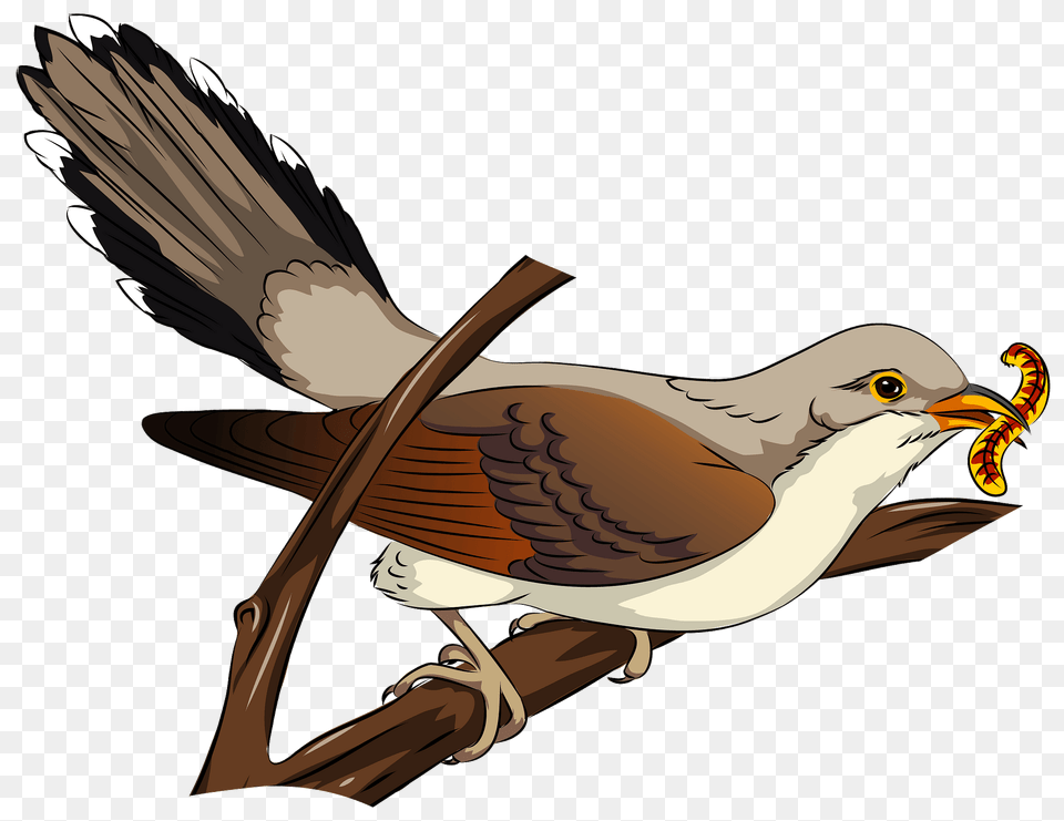 Yellow Billed Cuckoo Clipart, Animal, Beak, Bird, Kite Bird Free Transparent Png