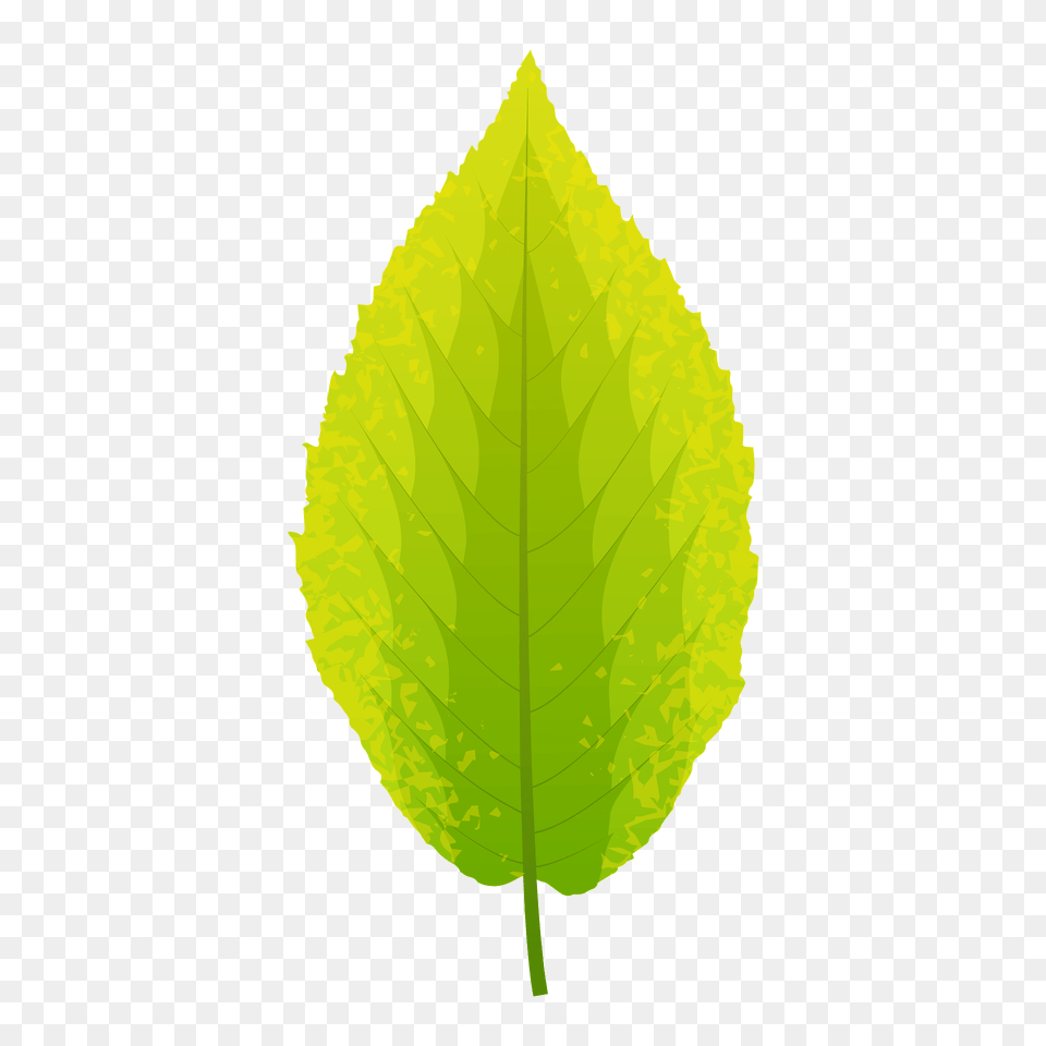 Yellow Birch Autumn Leaf Clipart, Plant Free Png Download