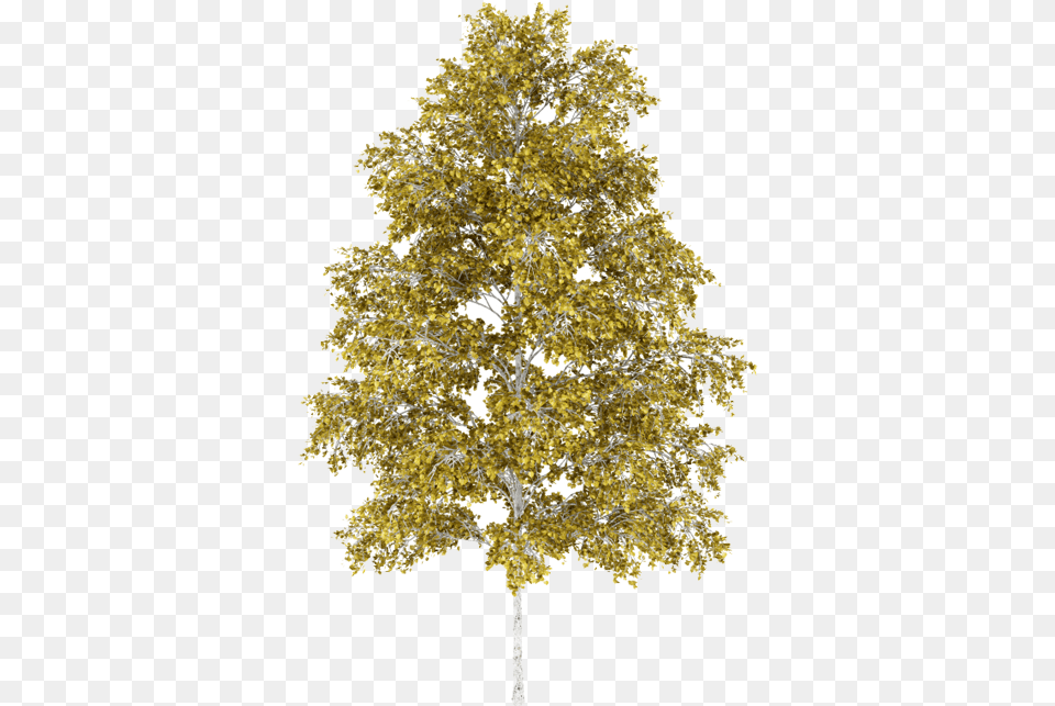 Yellow Birch Feuille Yellow Birch Bouleau, Oak, Plant, Sycamore, Tree Png Image