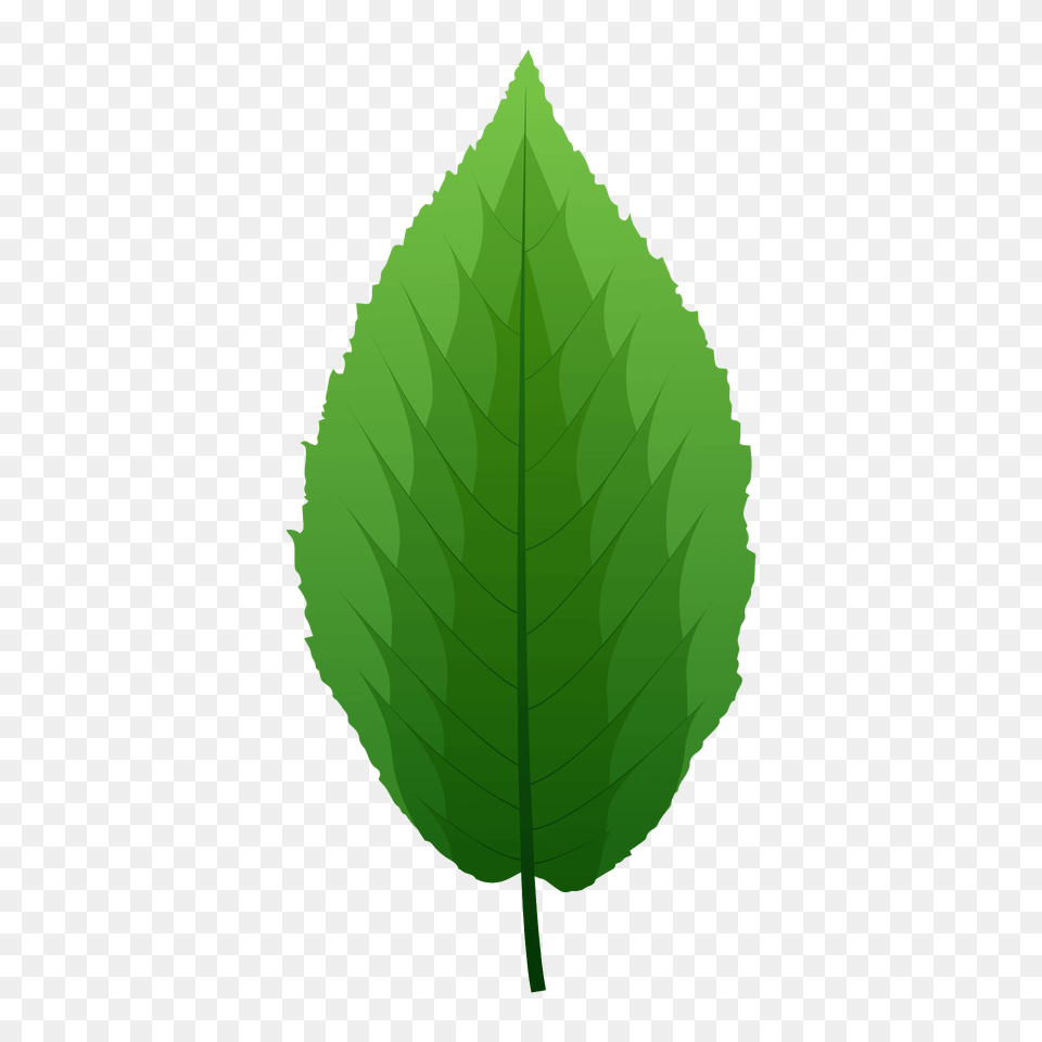 Yellow Birch Green Leaf Clipart, Plant Free Transparent Png