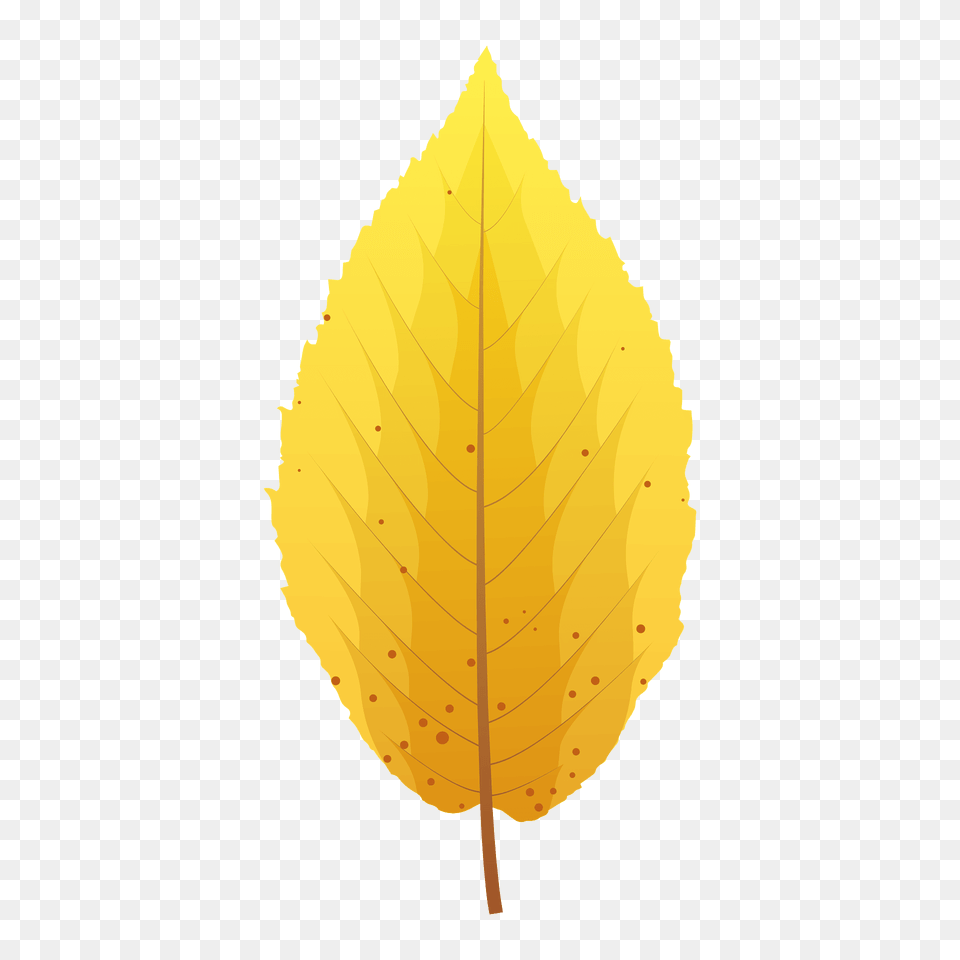 Yellow Birch Late Autumn Leaf Clipart, Plant Png