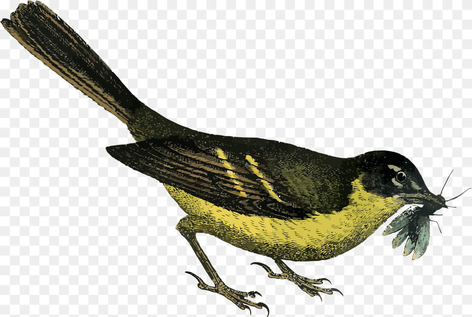 Yellow Bird Clipart Graphics Fairy Clipart Bird Garden Clip Art, Animal, Finch Png