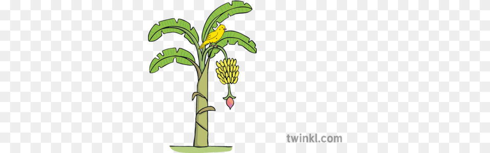 Yellow Bird Illustration, Banana, Food, Fruit, Plant Free Png Download