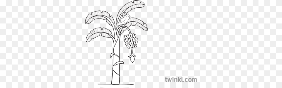 Yellow Bird Sketch, Banana, Food, Fruit, Plant Png