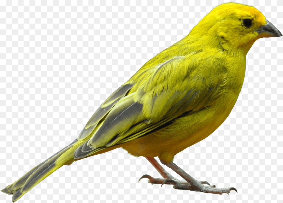Yellow Bird Standing Image Bird, Animal, Canary, Finch Free Transparent Png