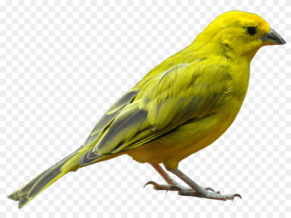 Yellow Bird Standing Image Purepng Free Transparent Birds, Animal, Canary Png