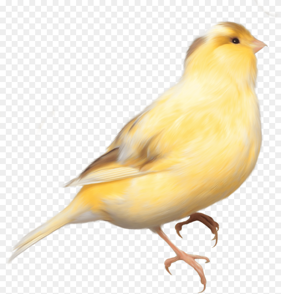 Yellow Bird Transparent Background, Animal, Canary Png Image
