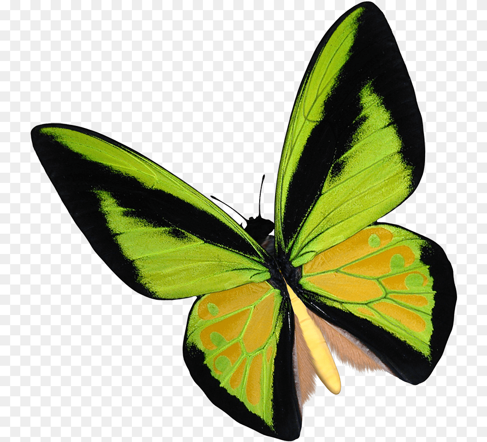 Yellow Birdwing Butterfly Clipart Lycaenid, Animal, Insect, Invertebrate, Plant Png