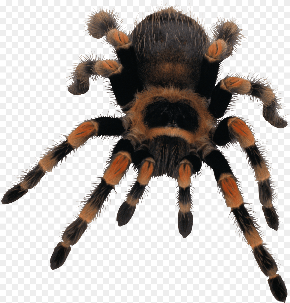Yellow Black Spider, Animal, Invertebrate, Insect, Tarantula Free Png Download